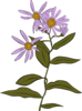 Aster Conspicuus Clip Art